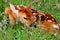 Sleeping Whitetail Fawn