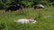 Sleeping Wild Foal Baby Horse in the Appalachian Mountains