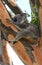 Sleeping wild koala in a gum tree