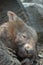 Sleeping wombat