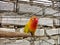 Sleeping yellow greenish lovebird