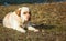 Sleeping Yellow Labrador Retriever in summer day