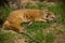 Sleeping yellow mongoose close-up