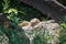 Sleeping yellow mongoose in the shade of a tree.