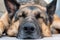 Sleeping young adult German shepherd sheepdog close up head shot low angle