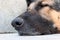 Sleeping young adult German shepherd sheepdog close up head shot low angle