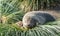 sleeping Young Antarctic fur seal (Arctocephalus gazella) in South Georgia in its natural environment