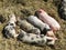 Sleeping young pigs in the straw