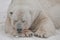 Sleeps closing his eyes and resting his head on his paw. Powerful polar bear lies in the snow, close-up