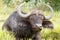 Sleeptime - African Buffalo Syncerus caffer