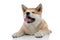 Sleepy Akita Inu yawning and panting