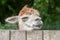 Sleepy alpaca resting on a fence