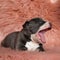 Sleepy Amstaff puppy sitting and yawning