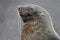 Sleepy Antarctic fur seal, Antarctica