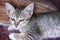 Sleepy baby cat lying on the floor ,single animal on background