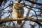 A sleepy Barred Owl perches on a tree limb in the winter sunshine.