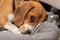 Sleepy beagle dog having a nap indoors