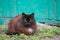 sleepy beautiful fluffy black cat with a white spot on his chest is resting on the green grass