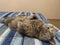 sleepy british cat lying on its back