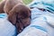 Sleepy brown Labrador male Puppy napping on mans chest mid day