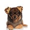 Sleepy brown pomeranian dressed as leopard lying with eyes close