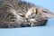 Sleepy brown striped rescue kitten sleeping on blue blanket