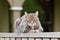 Sleepy brown tabby on fence