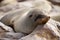 Sleepy cape fur seal