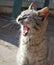 Sleepy cat in the farm