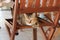 Sleepy cat lying on chair near the garden