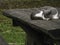 Sleepy Cat on Outdoor Wooden Table