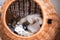 Sleepy cat relaxing in pet carrier basket