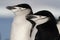 Sleepy chinstrap penguins, Antarctica