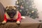 sleepy Christmas pug dog is lying near christmas tree and yawn. Merry Christmas and Happy New Year. card with copy space