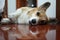 A sleepy corgi with a reflection on the floor