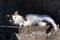 Sleepy cute domestic white cat lying on cement wall in front of house looking in camera
