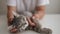 Sleepy cute kitten lies on a white table and relaxes. Woman hands petting cute little gray striped kitten at home