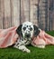 Sleepy Dalmatian Puppy