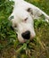 Sleepy Dog, dogo argentino.