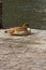 Sleepy Egyptian goose in wildlife on a sunny day