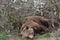 Sleepy European Brown bear Ursus arctos lies between trees in small  dent.