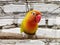 Sleepy exotic tropical lovebird on the pet cage