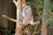 Sleepy face of Tawny frogmouth with tufts perching on tree branch, native stocky bird in Australia, Tasmania