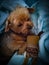 Sleepy face of yorkshir terrier with doll on blue blanket