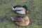 sleepy fat ducks in the Park in autumn.