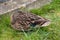 Sleepy Female Mallard Duck