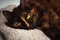 Sleepy fluffy brown cat lying on a beige blanket