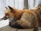 Sleepy Fluffy fox, Miyagi Zao Fox Village, sensai - Image