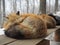 Sleepy Fluffy fox, Miyagi Zao Fox Village, sensai - Image