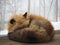 Sleepy Fluffy fox, Miyagi Zao Fox Village, sensai - Image